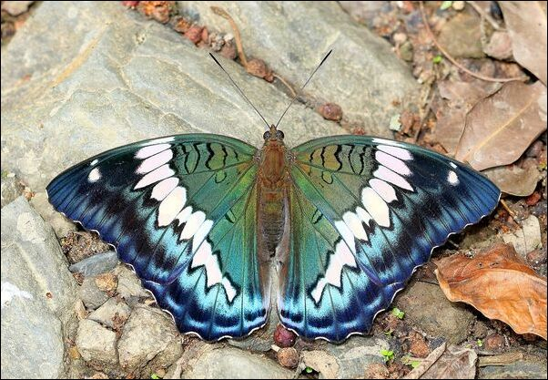 Butterfly (original)
