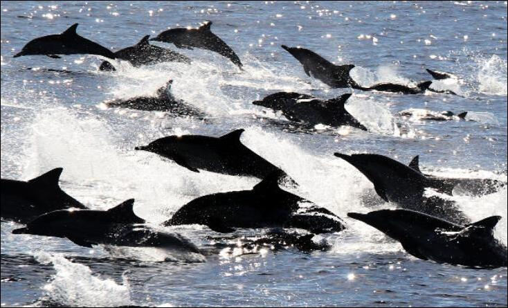 Dolphin Stampede