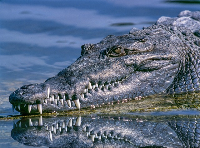 Crocodile