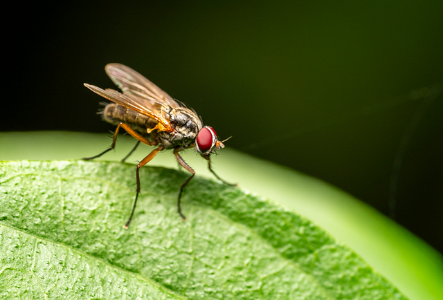 Fly on a Leaf